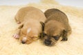 Free Dogs Family. Stock Image - 4094711