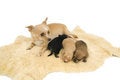 Free Dogs Family. Stock Photos - 4094713