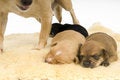 Free Dogs Family. Stock Image - 4094721