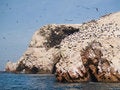 Free Wildlife On Islas Ballestas In Peru Royalty Free Stock Photo - 4098125