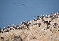 Free Wildlife On Islas Ballestas In Peru Stock Photo - 4098140