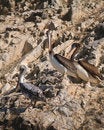 Free Wildlife On Islas Ballestas In Peru Royalty Free Stock Image - 4098226