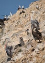 Free Wildlife On Islas Ballestas In Peru Stock Photos - 4098243