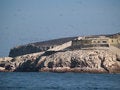 Free Wildlife On Islas Ballestas In Peru Stock Photo - 4098260
