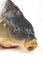 Free Carp Royalty Free Stock Photos - 4092668