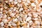 Free Garlic Cloves Royalty Free Stock Photography - 4093427
