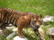 Free Ready To Pounce - Siberian Tiger Royalty Free Stock Photo - 4093825