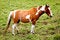 Free Beautiful Horse In Meadow Stock Photos - 4097113