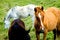 Free Horses In Meadow Royalty Free Stock Images - 4097139