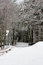Free Forest Road Royalty Free Stock Image - 4097256