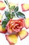 Free Red Rose. Stock Photography - 4099812