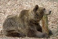 Free Bear Royalty Free Stock Image - 412976