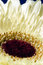 Free Gerbera Stock Photo - 412000