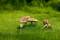 Free Mushrooms 2 Stock Image - 414591