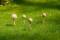 Free Mushrooms 1 Stock Photography - 414592