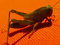 Free Green Grasshopper Stock Images - 415694
