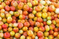Free Tomatoes At Marketplace Royalty Free Stock Photo - 4103405