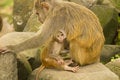 Free Monkey Family Stock Photo - 4114950