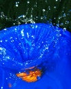 Free Splash In Water From Falling Citrus Fru Stock Image - 4117521