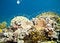 Free Coral And Fish Royalty Free Stock Image - 4110276