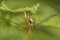 Free Spider Prey S Dragon Stock Photo - 4113970