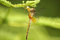 Free Hanging Predator With Prey Stock Photography - 4114022
