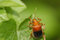 Free Leaf Beetle Stock Photography - 4114122