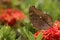 Free Chocolate Pansy Butterfly Stock Photo - 4114160