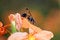 Free Paper Wasp On Flower Royalty Free Stock Image - 4114266