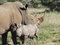 Free Rhino And Calf Royalty Free Stock Photography - 4114637