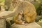 Free Monkey Family Stock Photo - 4114950