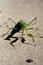 Free Mantis Royalty Free Stock Image - 4114956