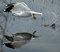 Free Seagull Royalty Free Stock Photography - 4115037
