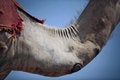 Free Camel S Neck Royalty Free Stock Photos - 4120098