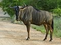 Free Blue Wildebeest Royalty Free Stock Photography - 4122237