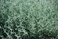Free Shrub Stock Image - 4127121