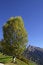 Free Birch With Peak Royalty Free Stock Photo - 4121415