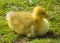 Free Easter Duckling On The Grass Royalty Free Stock Image - 4127996
