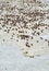 Free Small Crabs On Sand Stock Images - 4128234