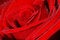 Free Red Rose In Close-up Stock Photo - 4129010