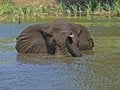 Free Elephant Swim Stock Photos - 4130583