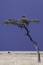 Free Vutures Atop An Accacia Tree Royalty Free Stock Images - 4131099