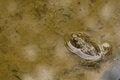 Free Frog In Shallow Water Royalty Free Stock Photo - 4134195