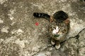 Free Grey Cat Royalty Free Stock Image - 4134496
