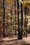 Free Fall Season In CT. Royalty Free Stock Photo - 4133095