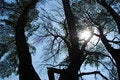 Free Sunbeam Through Branches Royalty Free Stock Image - 4141966