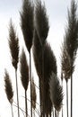 Free Reed Royalty Free Stock Photography - 4148027