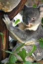 Free Koala Bear Royalty Free Stock Photos - 4150208