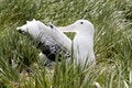 Free Wandering Albatross On Nest Stock Photography - 4150352