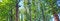 Free Portugal, Ponte Da Barca: Vegetation, Poplars Stock Photography - 4156332